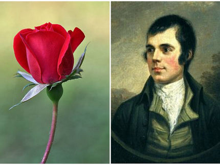 A RED, RED ROSE ~ BY ROBERT BURNS ~
